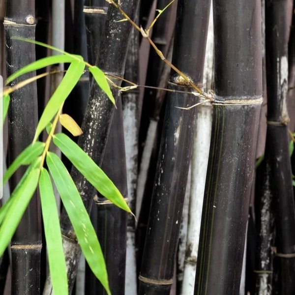 Phyllostachys nigra Rhizomes 6"- 8" Length • Privacy • Timber • Fast growth rate • Pest and Disease Resistant •Cold Tolerant