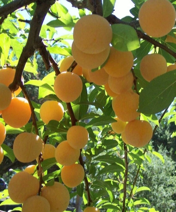 Shiro Plum Tree and Chickasaw Plum Tree Pair Etsy