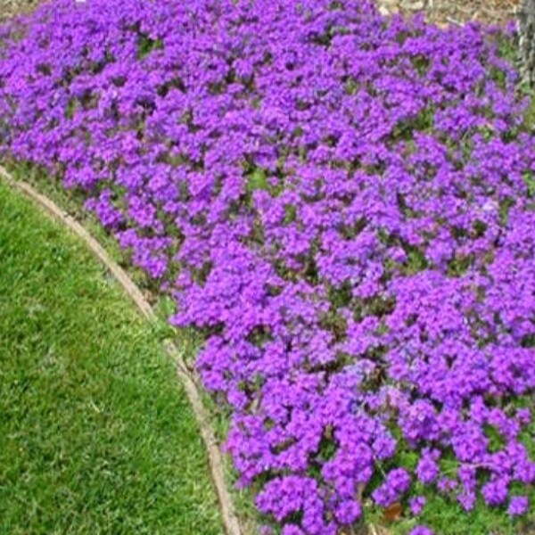 Homestead Purple Verbena Starter Plants • Organic • Healthy • Live Plants • ( (Glandularia canadensis)
