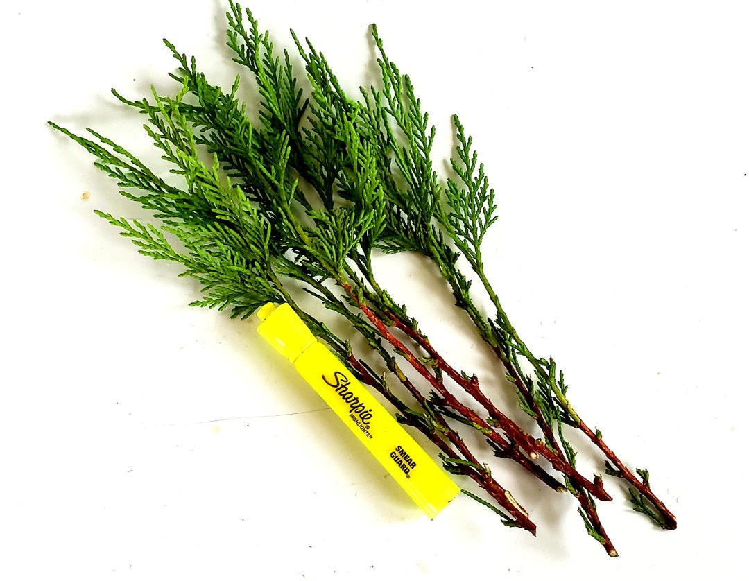 Leyland Cypress Cuttings for Propagation Organic Fresh Clean Etsy