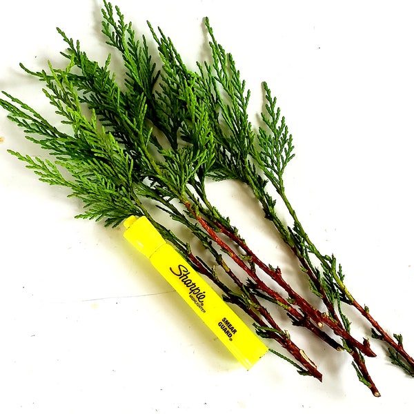 Leyland Cypress Cuttings for Propagation • Organic • Fresh • Clean