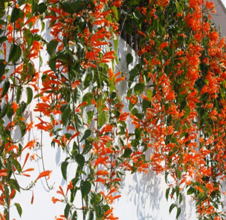 Orange/yellow Trumpet Vine Hummingbird Vine Trumpet Creeper Vine