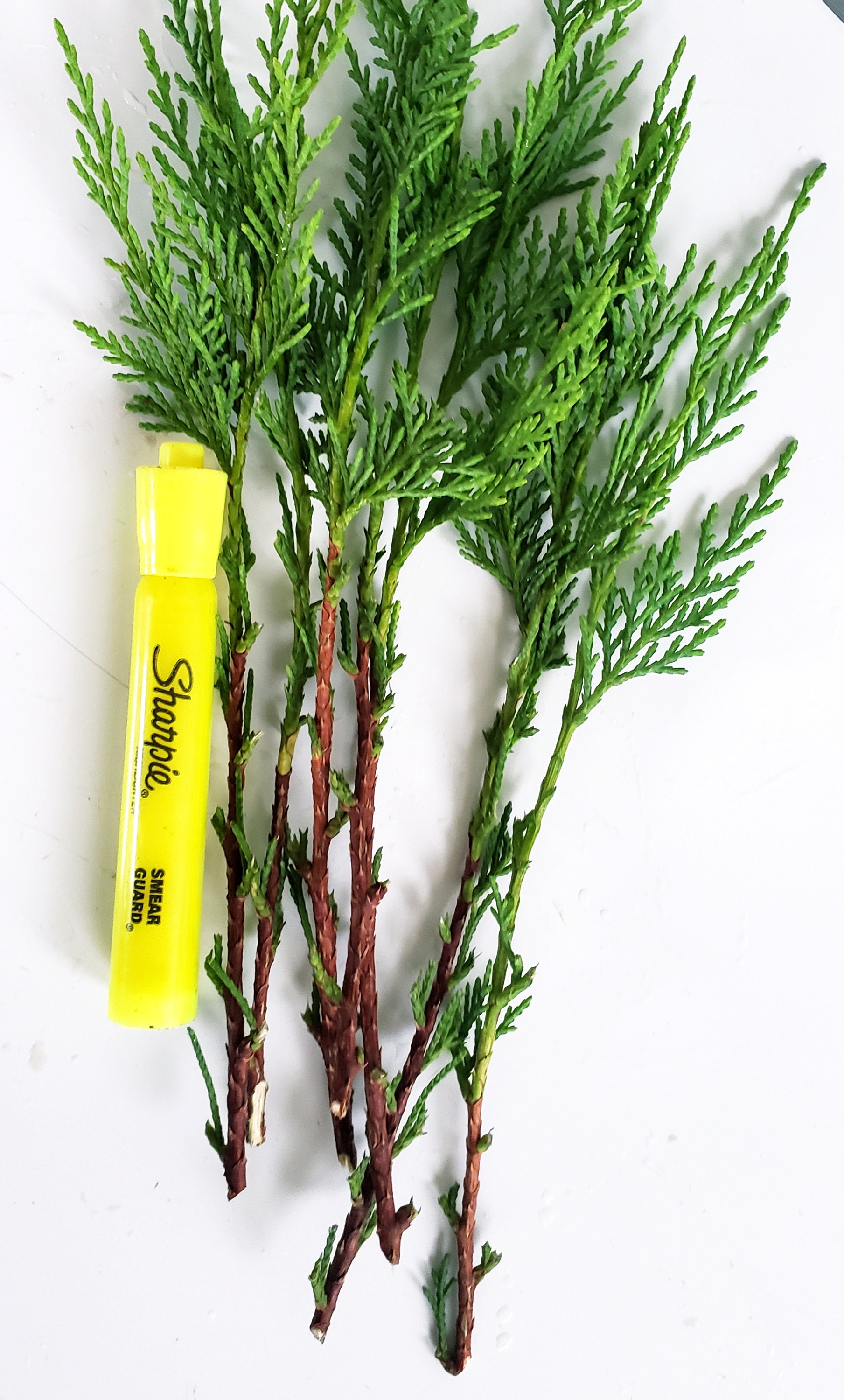 Leyland Cypress Cuttings for Propagation Organic Fresh Etsy