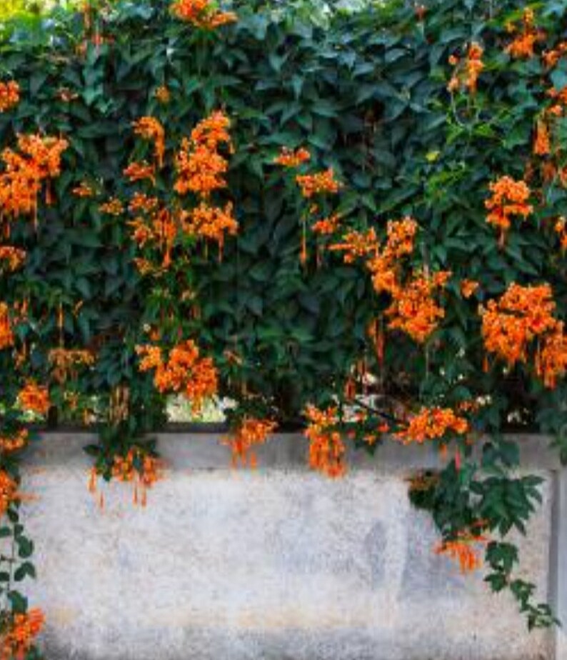 Orange/yellow Trumpet Vine Hummingbird Vine Trumpet Creeper Vine