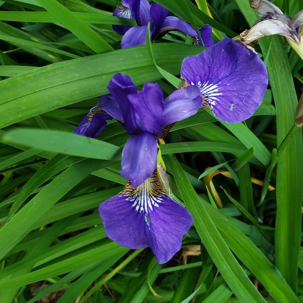 Tradescantia Virginiana Purple Spiderwort-Low Maintenance- Live Bareroot Plants-8"• Bulk/Wholesale