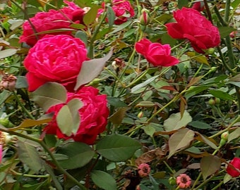 Mr. Lincoln Hybrid Tea Rose Cuttings • Large Dbl. 5"+ Blooms! Prolific producer nonstop from spring to winter