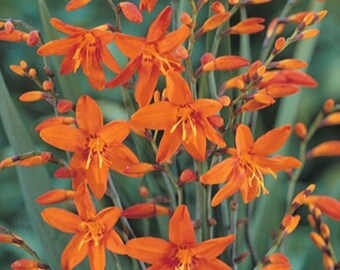 Crocosmia Masonorium Bulbs  HTF Beautiful Color