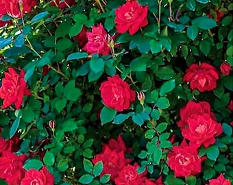 Red Double Knockout Rose Bush Cuttings • Organic • Clean Cuts • Pest Free