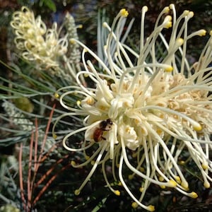 May include: A bee pollinates a white Grevillea flower with long, thin petals. The flower is surrounded by green foliage.