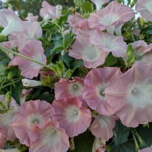 25+ Pale Pink Peach Morning Glory Seeds