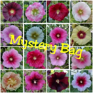 300 Hollyhock Seeds Mystery Mix | Pink/Red/Burgundy/White/Maroon/Yellow/Peach/Purple/Halo