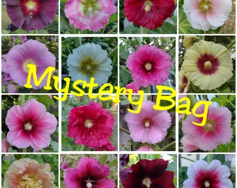 300 Hollyhock Seeds Mystery Mix