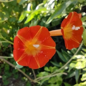 25+ Orange Noah Morning Glory Seeds