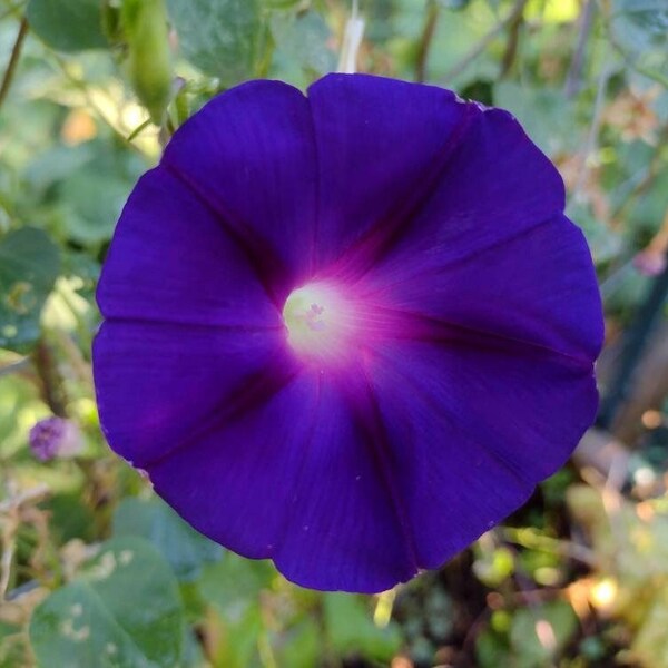 25+ Dark Purple Morning Glory Seeds