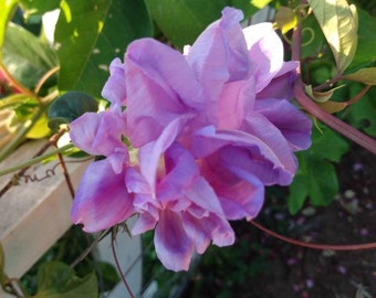 25+ Purple Blue Ruffled Morning Glory Seeds