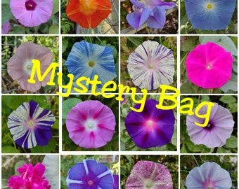 100+ Morning Glory Seeds Mystery Mix