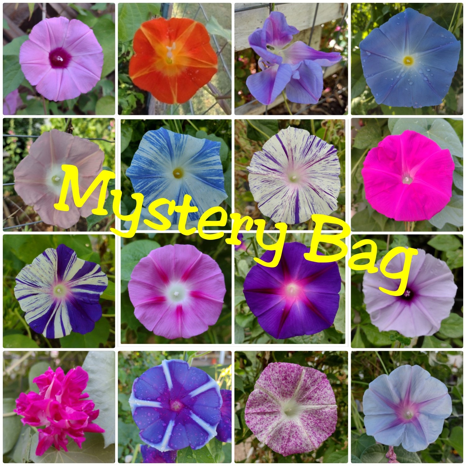 100+ Morning Glory Seeds Mystery Mix | Purple/blue/orange/red/pink