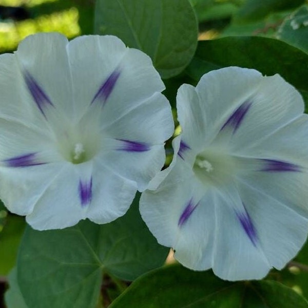 25+ White and Purple Morning Glory Seeds