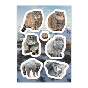 Manul Pallas Cat Sticker Sheet
