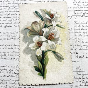 1930s - Postcard with a beautiful bouquet of lily - Vintage French Postcard