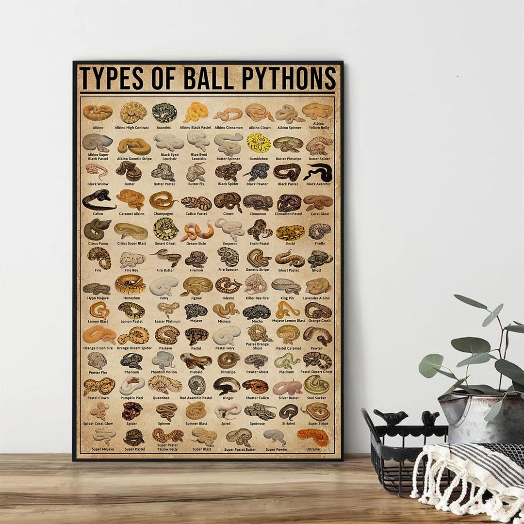 Types of Ball Pythons Poster Vintage Ball Python Art Print - Etsy
