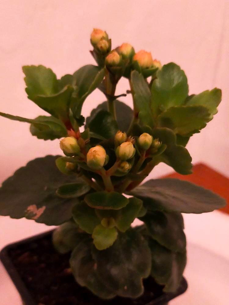 Kalanchoe Blossfeldiana