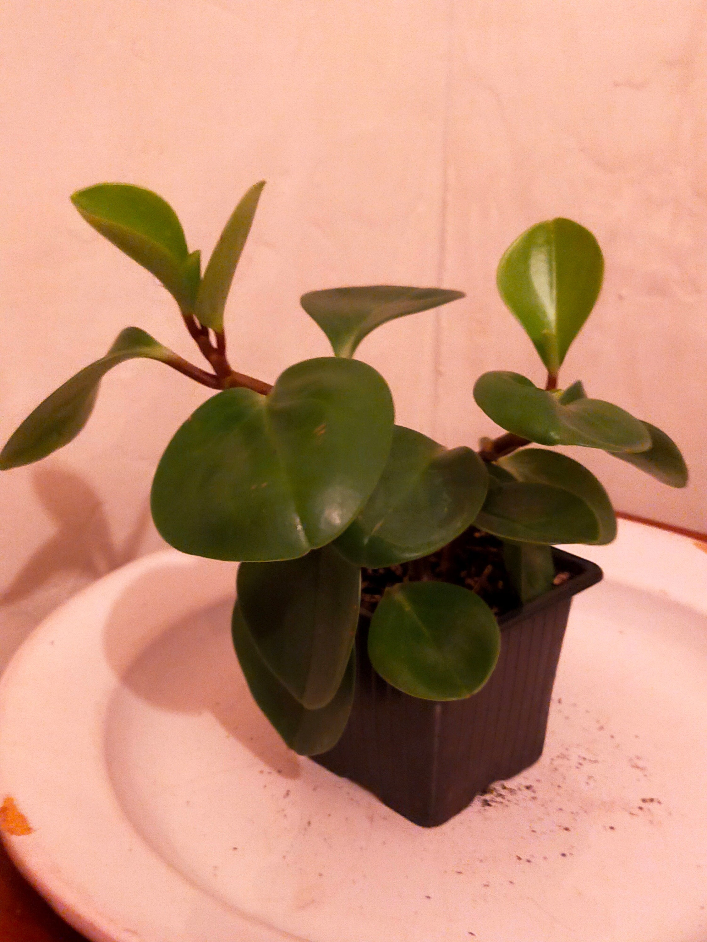 Peperomia Obtusifolia