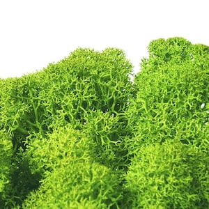 Iceland moss, reindeer moss, craft moss hand-cleaned, preserved, various colors, quantities 5g - 1 kg