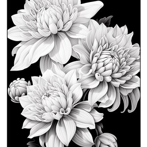 Pu&ograve; includere: Un'illustrazione in bianco e nero di tre dalie bianche con un bocciolo su ogni lato. I fiori sono in piena fioritura e hanno un design delicato e intricato.