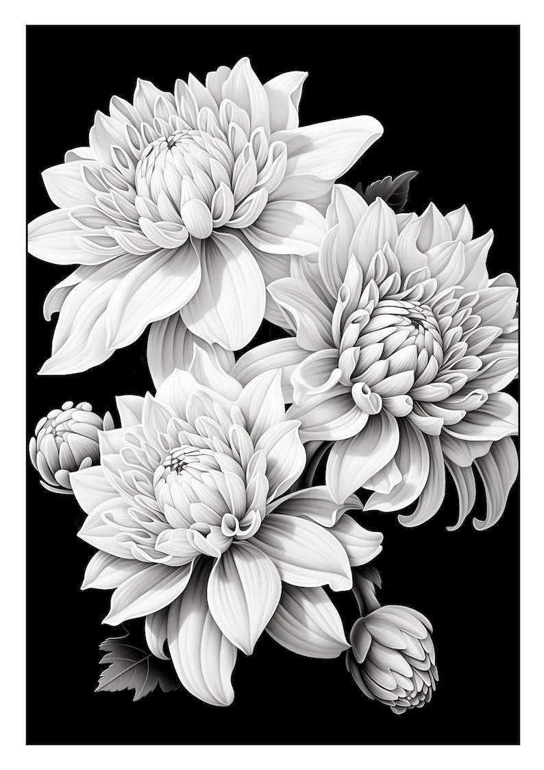 Pu&ograve; includere: Un'illustrazione in bianco e nero di tre dalie bianche con un bocciolo su ogni lato. I fiori sono in piena fioritura e hanno un design delicato e intricato.