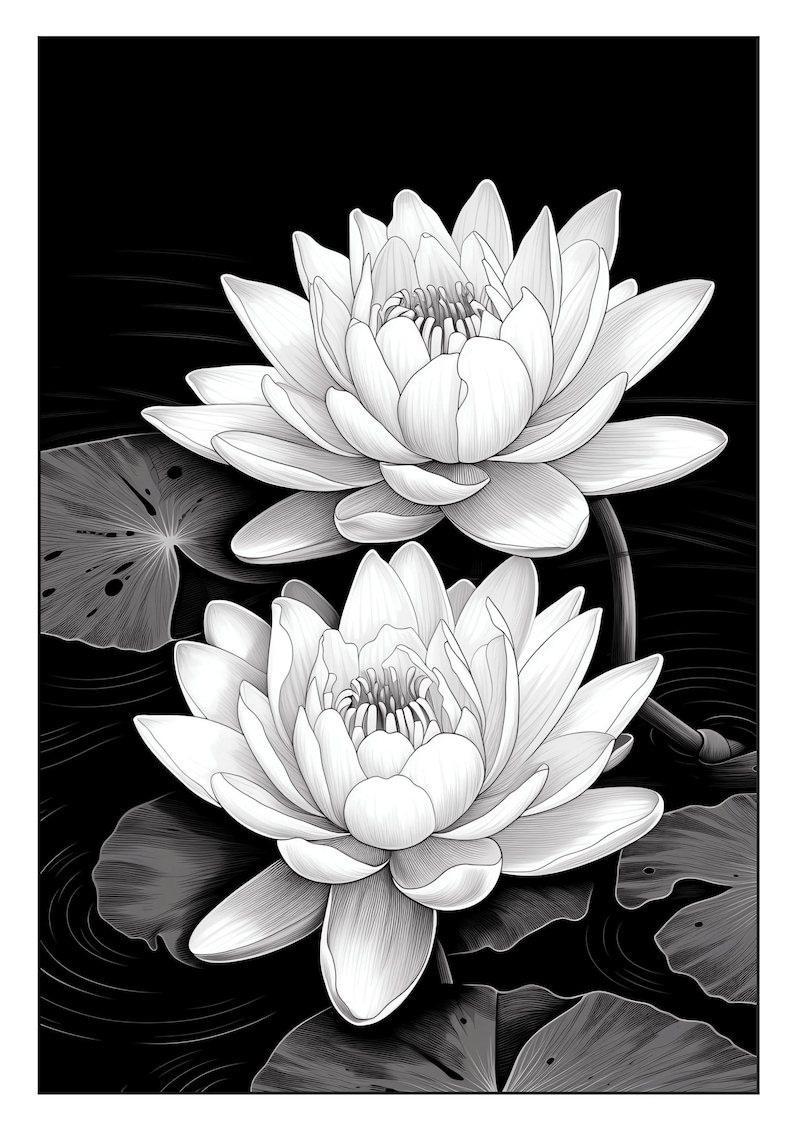 Pu&ograve; includere: Due ninfee bianche con petali dettagliati su uno sfondo nero. Le ninfee sono in fiore e hanno un aspetto delicato ed elegante.