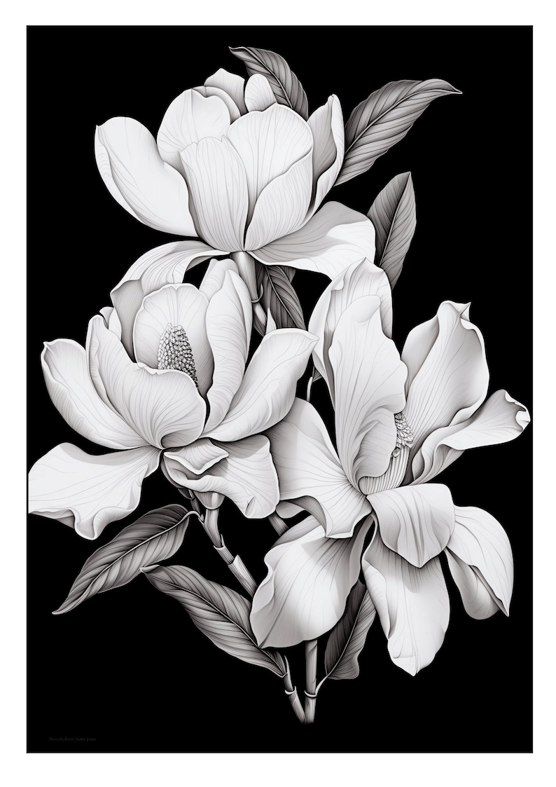 Pu&ograve; includere: Illustrazione in bianco e nero di tre fiori di magnolia con foglie su uno sfondo nero.