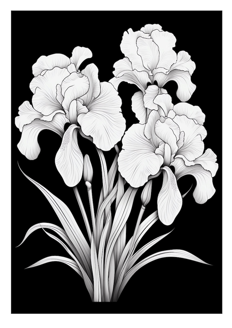 Pu&ograve; includere: Un disegno in bianco e nero di un bouquet di iris. I fiori sono in piena fioritura e hanno petali delicati. Le foglie sono lunghe e sottili.