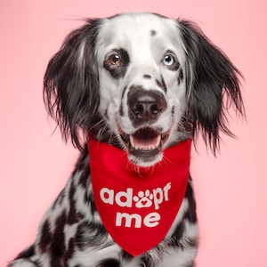May include: A Dalmatian dog with one brown eye and one blue eye wearing a red bandana with the text "adopt me" in white.