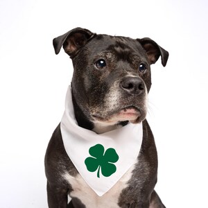 May include: A black and white pit bull terrier wearing a white bandana with a green four-leaf clover.