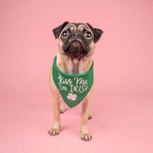 May include: A light brown pug wearing a green bandana with the text "Kiss Me, I'm Irish" and a shamrock.
