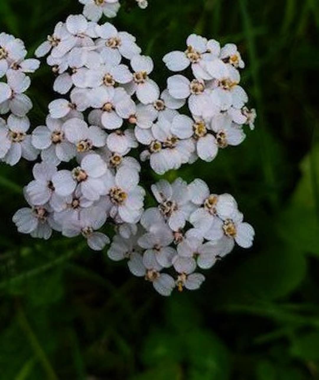 Sweet Alyssum Seeds Edible Flowers Easy to Grow Etsy