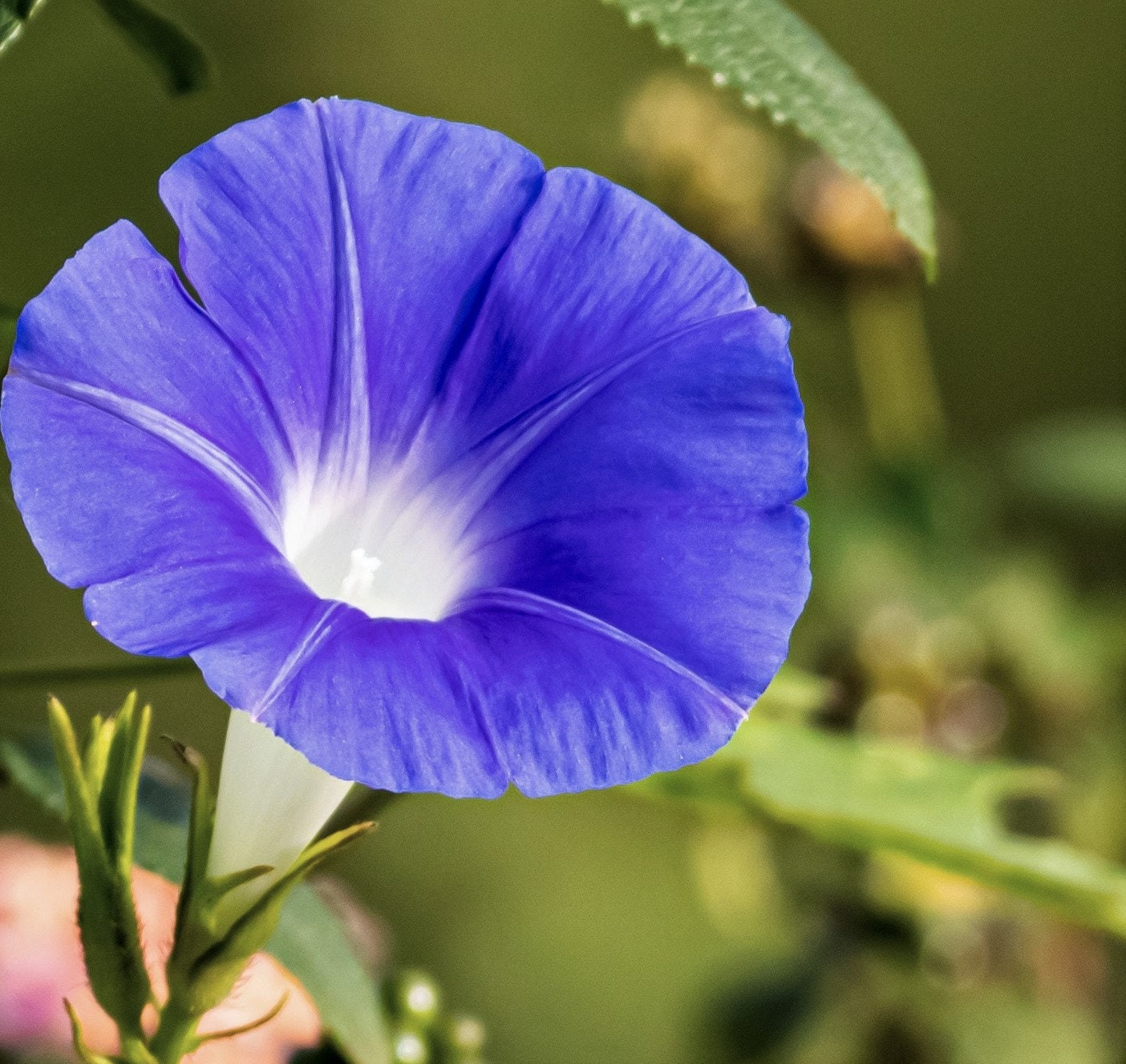 Morning Glory Seeds Easy Long Lasting Flowers All Season Etsy