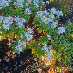 May include: A cluster of white daisies with yellow centers bloom in a garden bed. The flowers are surrounded by green leaves and brown mulch. There are also some fallen orange leaves in the mulch.