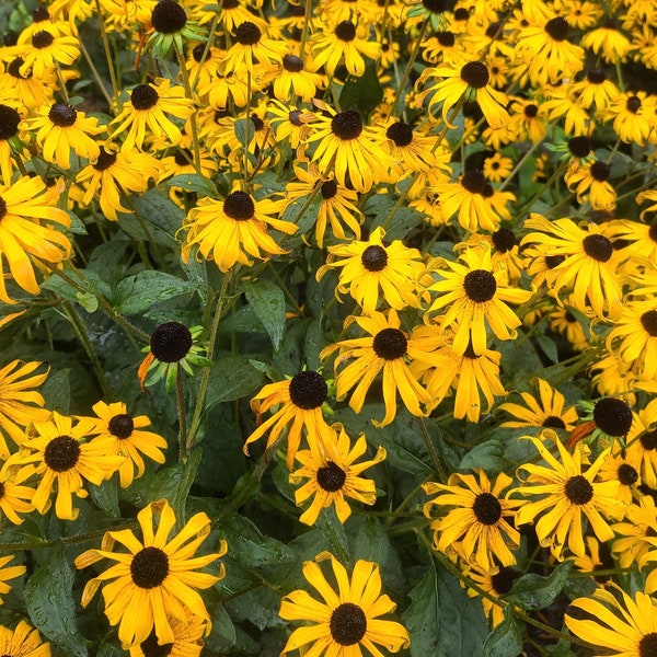 SALE Black Eyed Susan Seeds - 30 to 50 seeds - Perennial,  drought resistant,  hardy!