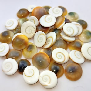 May include: A pile of white and brown seashells with a spiral pattern. The shells are smooth and shiny.