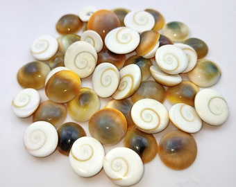 May include: A pile of white and brown seashells with a spiral pattern. The shells are smooth and shiny.