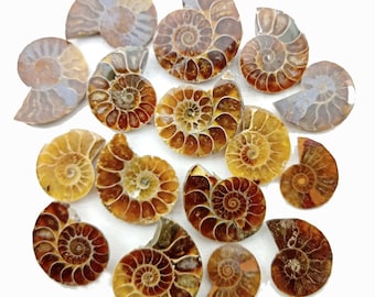 Natural Ammonite Fossil gemstone cabochon - Ammonite fossil jewelry - Ammonite fossil lot, Top Quality Ammonite Gemstone -loose gemstone lot