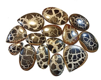 May include: A collection of 12 polished, teardrop-shaped, fossilized stone cabochons. The stones are a mix of brown, black, and white with a unique, intricate, and natural pattern.