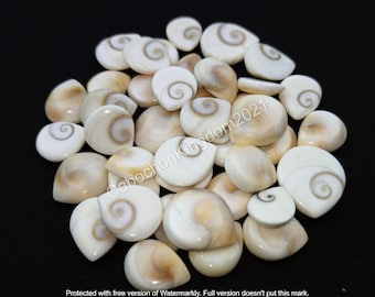 May include: A collection of 25 white and brown teardrop-shaped shell cabochons. The shells have a spiral pattern and are polished to a smooth finish.