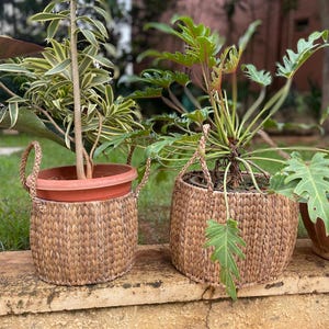 Könnte beinhalten: Zwei geflochtene Pflanzenkörbe mit Griffen, einer mit einer grünen Pflanze und der andere mit einer Pflanze mit grün-gelben Blättern. Die Körbe stehen auf einer Steinmauer.