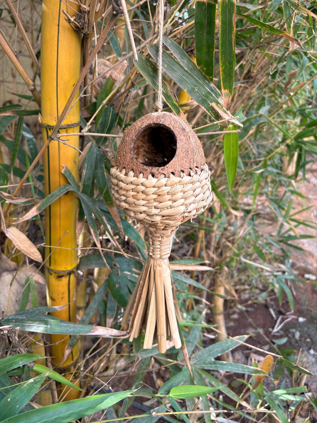 Bird Shell Buy Handmade Coconut Shell Bird House | Bullrush Woven Bird Nest Online ...