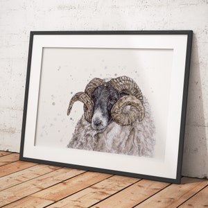 Sheep Farm Animal - Limited Edition Prints & Greetings Cards
