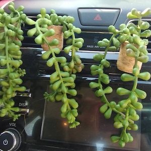 May include: Four green succulent plants in cork pots hanging from the air vents of a car. The plants are hanging from the vents in the dashboard of a car.