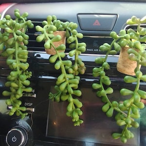 Może przedstawiać: Cztery zielone sukulenty w korkowych doniczkach wiszące na kratkach wentylacyjnych deski rozdzielczej samochodu. Rośliny wiszą na kratkach wentylacyjnych, a na desce rozdzielczej widoczny jest napis "PASS AIR".